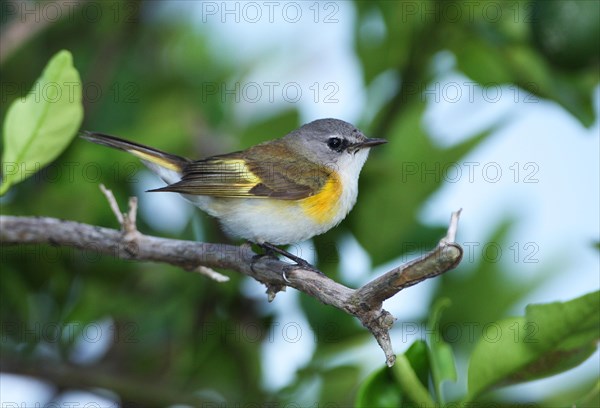 American Redstart