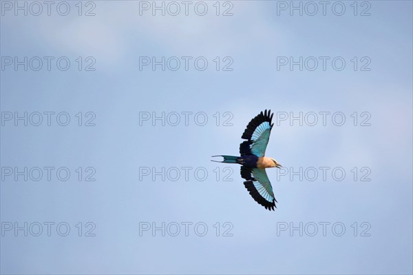 Blue-bellied roller