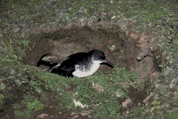 Black-billed Shearwater