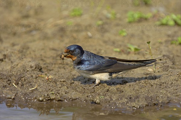 Barn Swallow