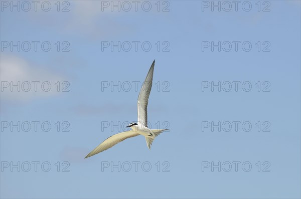 Bridled tern