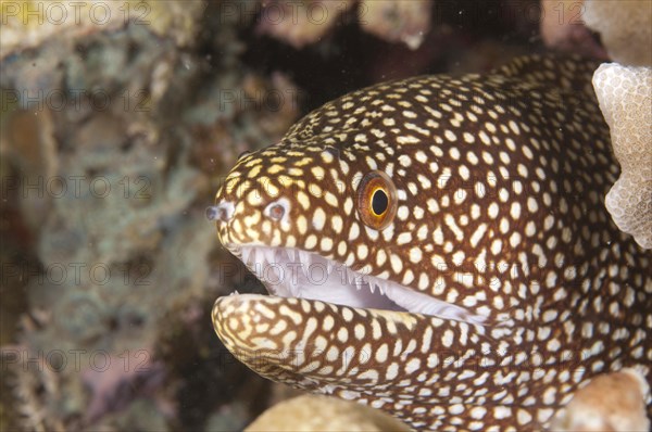 Pearl Moray Eel