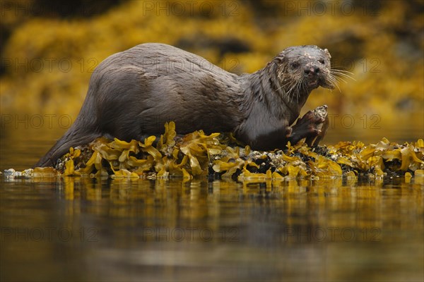 North American River Otter