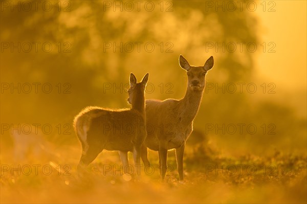 Red Deer