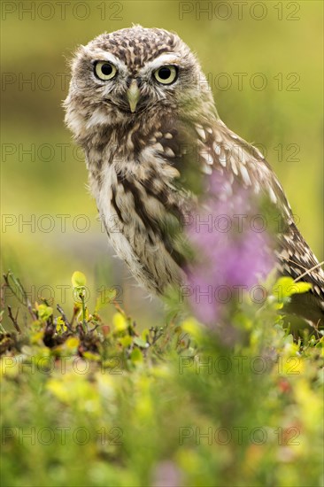 Little Owl