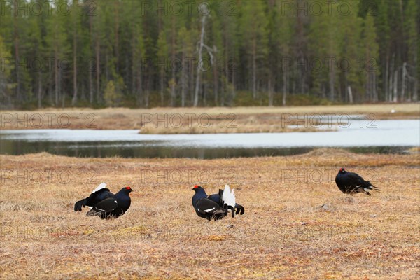 Black Grouse