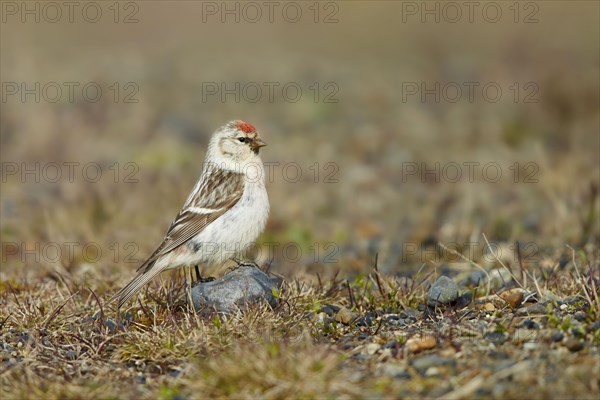 Arctic Redpoll