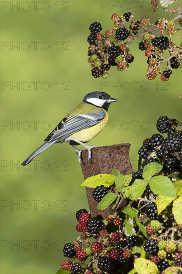 Great Tit