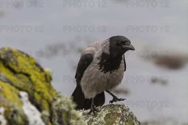 Hooded Crow