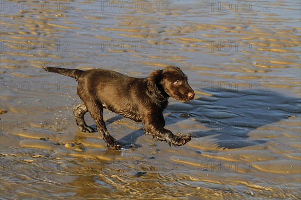 12 week old Working Cocker Spaniel runs on the beach