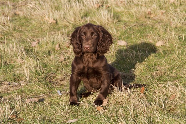 16 weeks old Working Cocker Spaniel