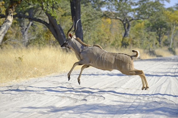 Greater Kudu