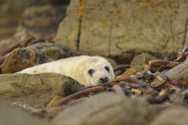 Grey Seal