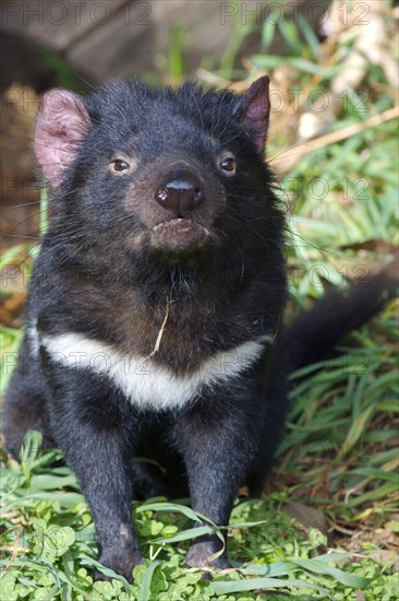 Tasmanian devil