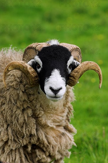 Domestic Sheep