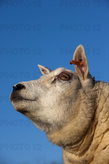 Domestic Sheep