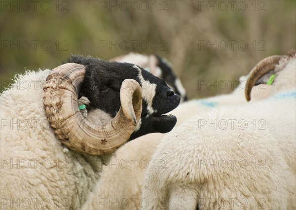 Domestic sheep