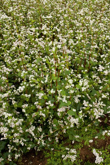 Common buckwheat