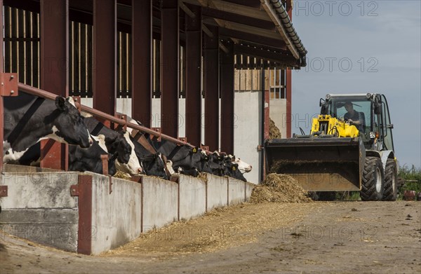 Dairy farming