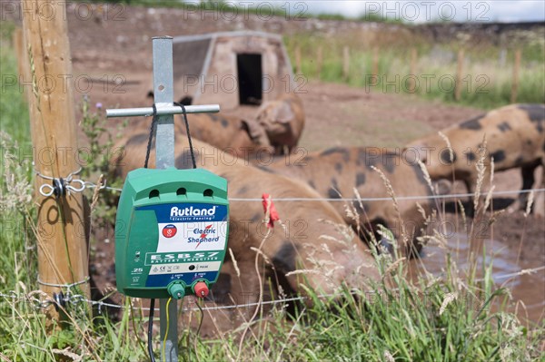 Pig farming