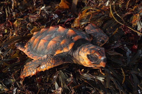 Loggerhead turtle