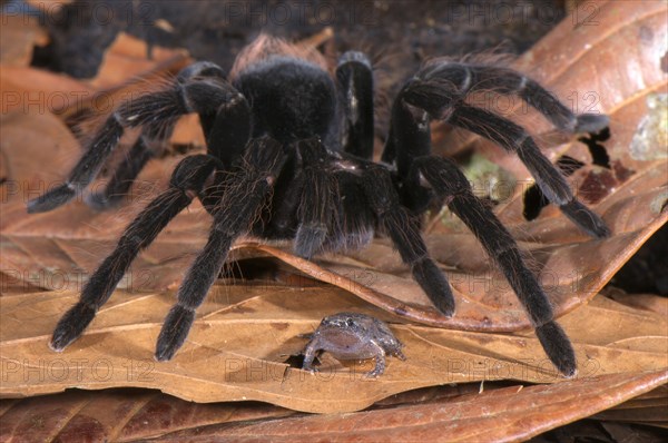 Adult Peruvian tarantula