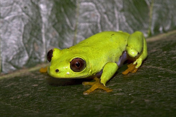 Reed Frog