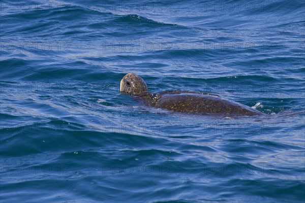 Chelonia mydas agassizi