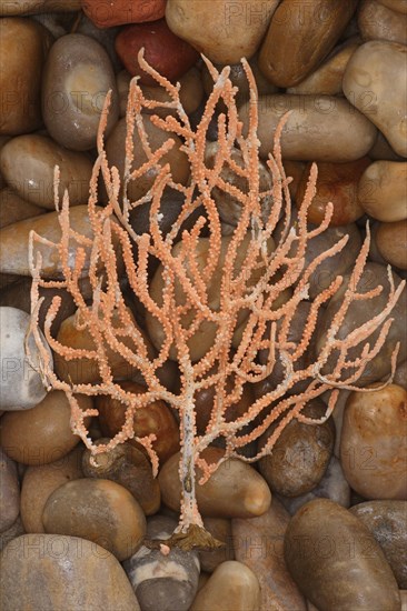 Sea fans