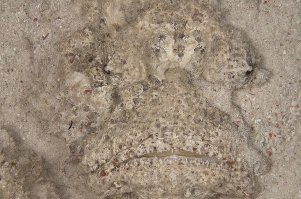 Reef stonefish