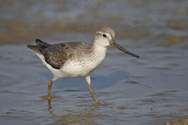 Terek Sandpiper