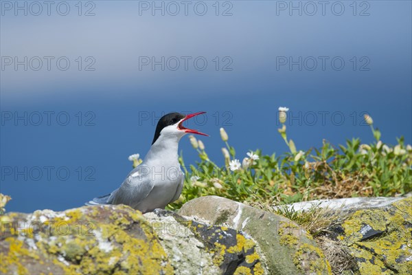 Arctic tern