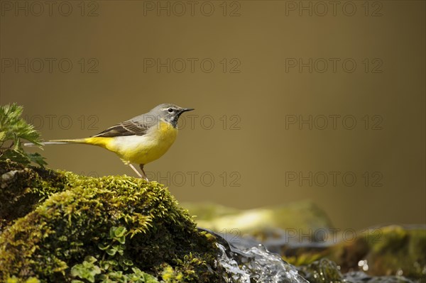 Grey wagtail