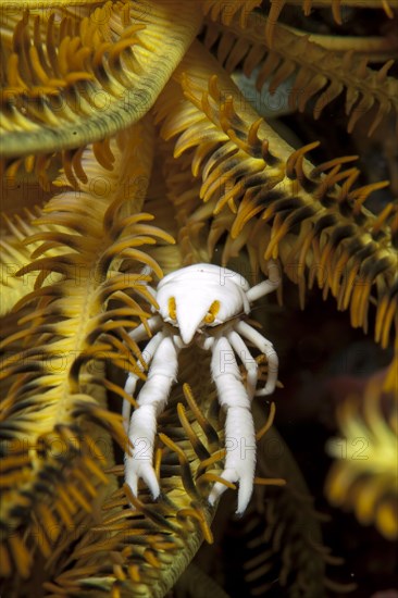 Baba's Crinoid Squat Lobster