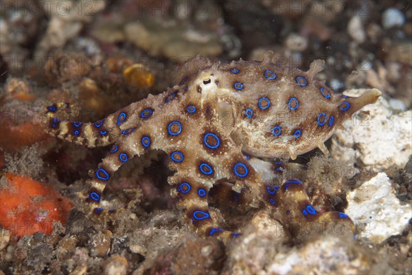 Greater Blue-ringed Octopus