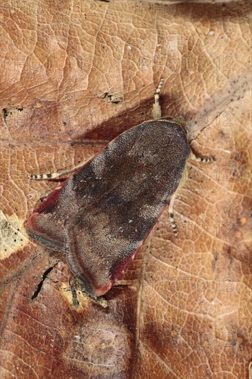 Lesser Broad-bordered Yellow Underwing
