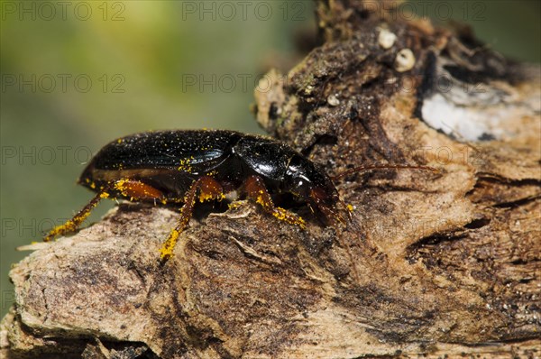 Ground Beetle