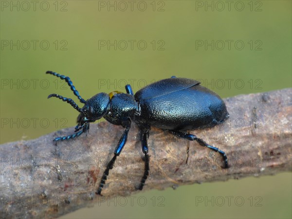 Black Oil Beetle