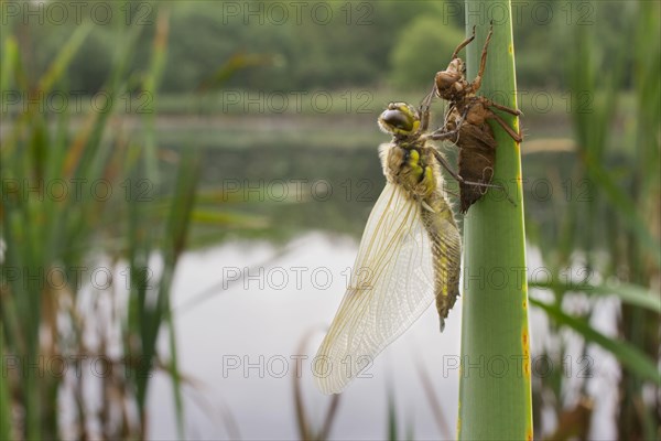 Four-spotted Chaser