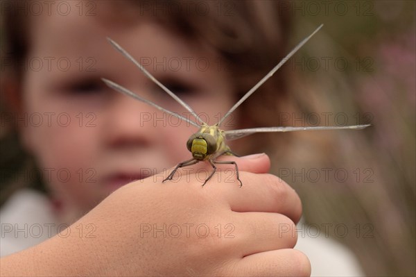 Southern hawkers