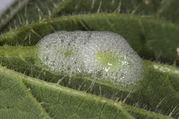 Meadow foam cicada