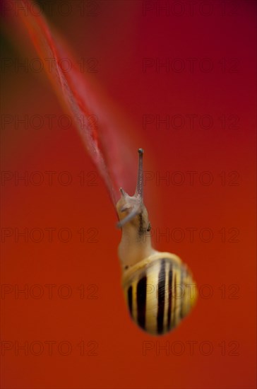 White-lipped Banded Snail