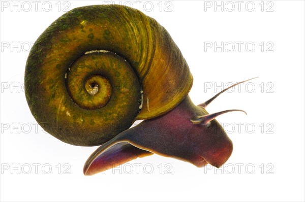 Sheep horn snail