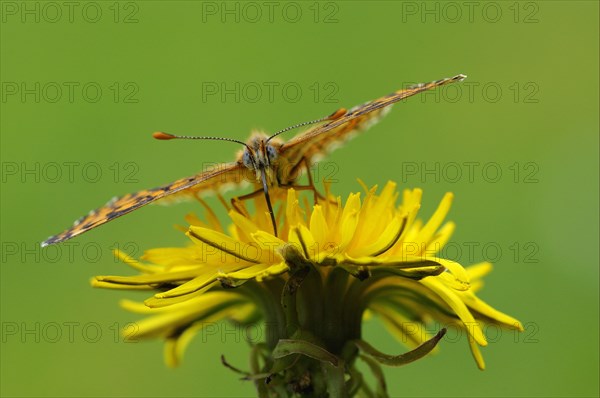 Plantain Fritillary