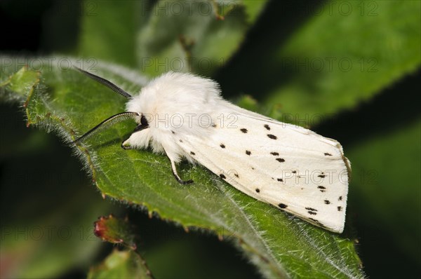 White Ermine