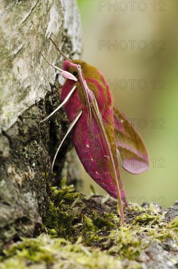 Elephant Hawkmoth