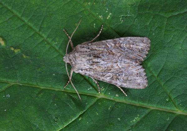 Luperina caradrina selini