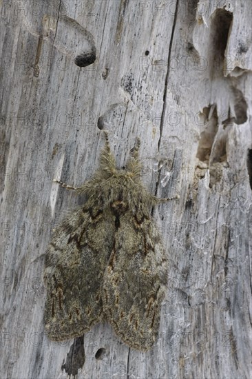 Acorn moth