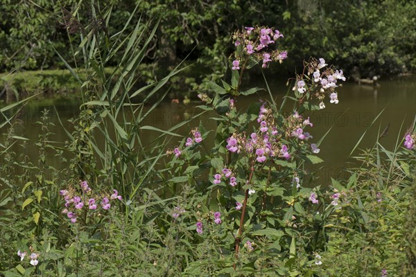 Himalayan balsam