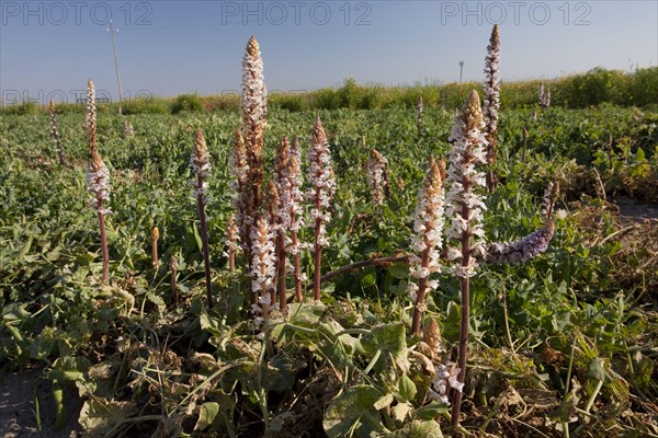 Flowering bean broomrape